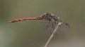 Sympetrum sinaiticum male-190065